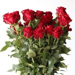 Explorer Roses 50cm (Bulk DIY)