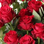 Explorer Roses 50cm (Bulk DIY)