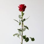 Explorer Roses 50cm (Bulk DIY)