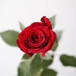 Explorer Roses 50cm (Bulk DIY)