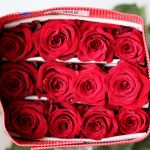 Explorer Roses 50cm (Bulk DIY)