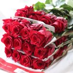 Explorer Roses 50cm (Bulk DIY)