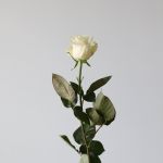Mondial Roses 70cm (Bulk)