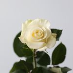 Mondial Roses 70cm (Bulk)