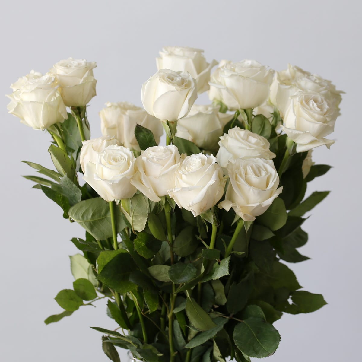 Rose Playa Bianca 70cm (Bulk DIY) (250 roses)