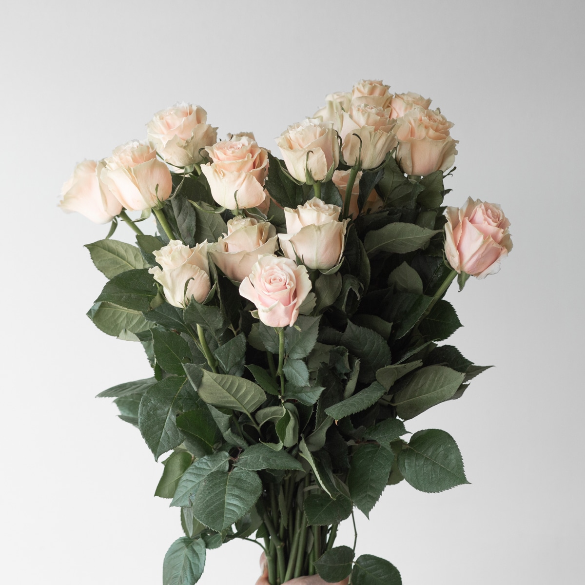 Roses Pink Mondial 60cm (Bulk DIY) (25 roses)