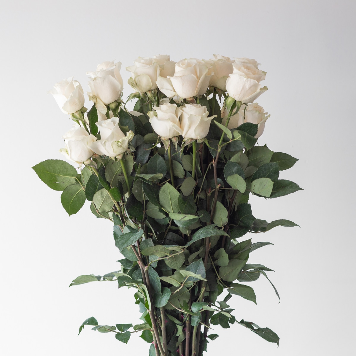 White Rose Vendela 70 cm (Bulk DIY) (250 roses)