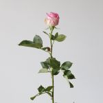 Queen Elizabeth Roses 60cm (Bulk)