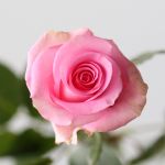 Queen Elizabeth Roses 60cm (Bulk)