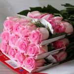 Queen Elizabeth Roses 60cm (Bulk)
