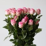 Queen Elizabeth Roses 60cm (Bulk)