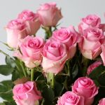 Queen Elizabeth Roses 60cm (Bulk)