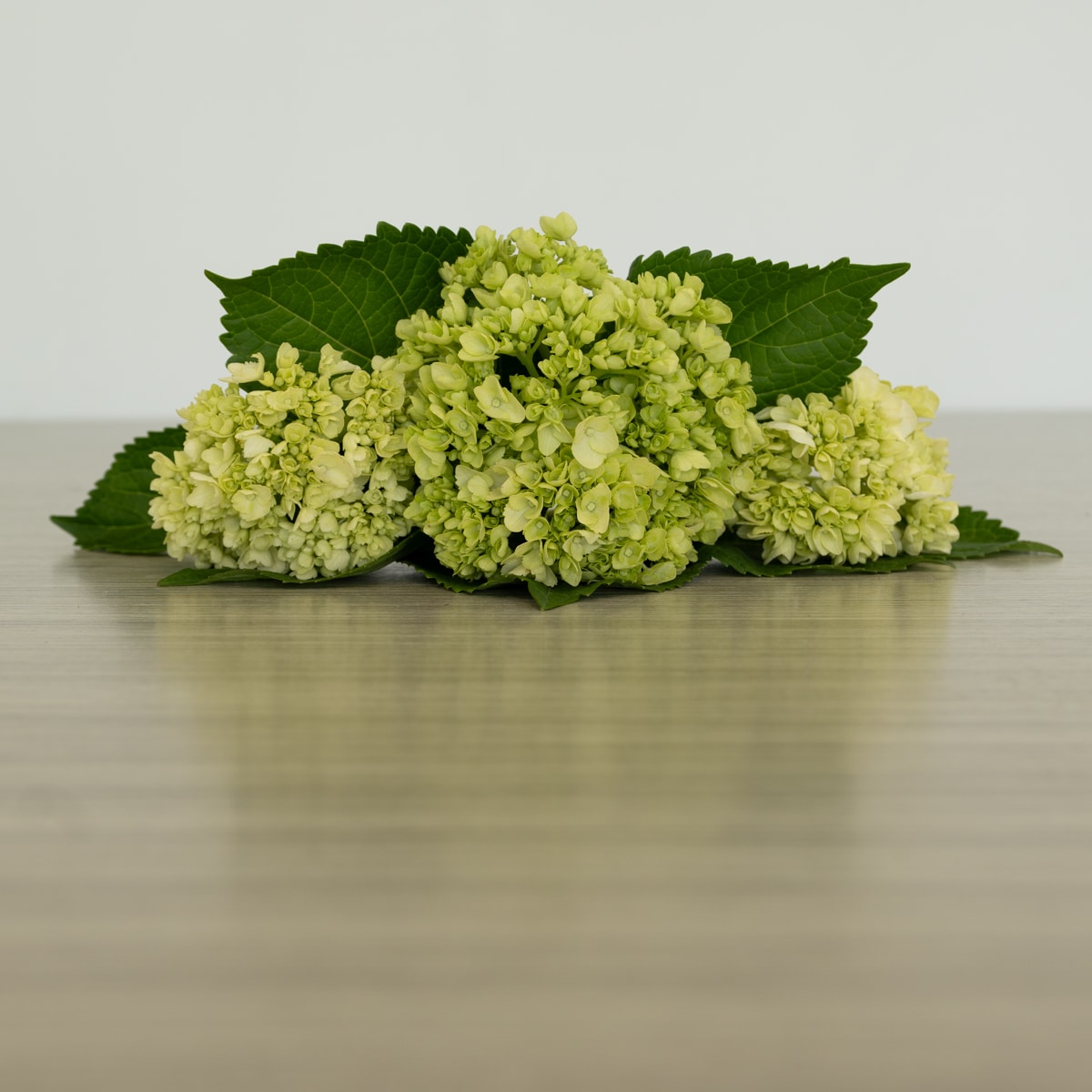 Mini Green Hydrangea by the bunch (10 stems)