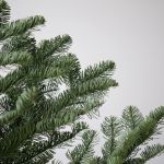 Noble Fir