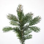 Silver Fir