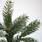 Silver Fir