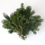 Silver Fir