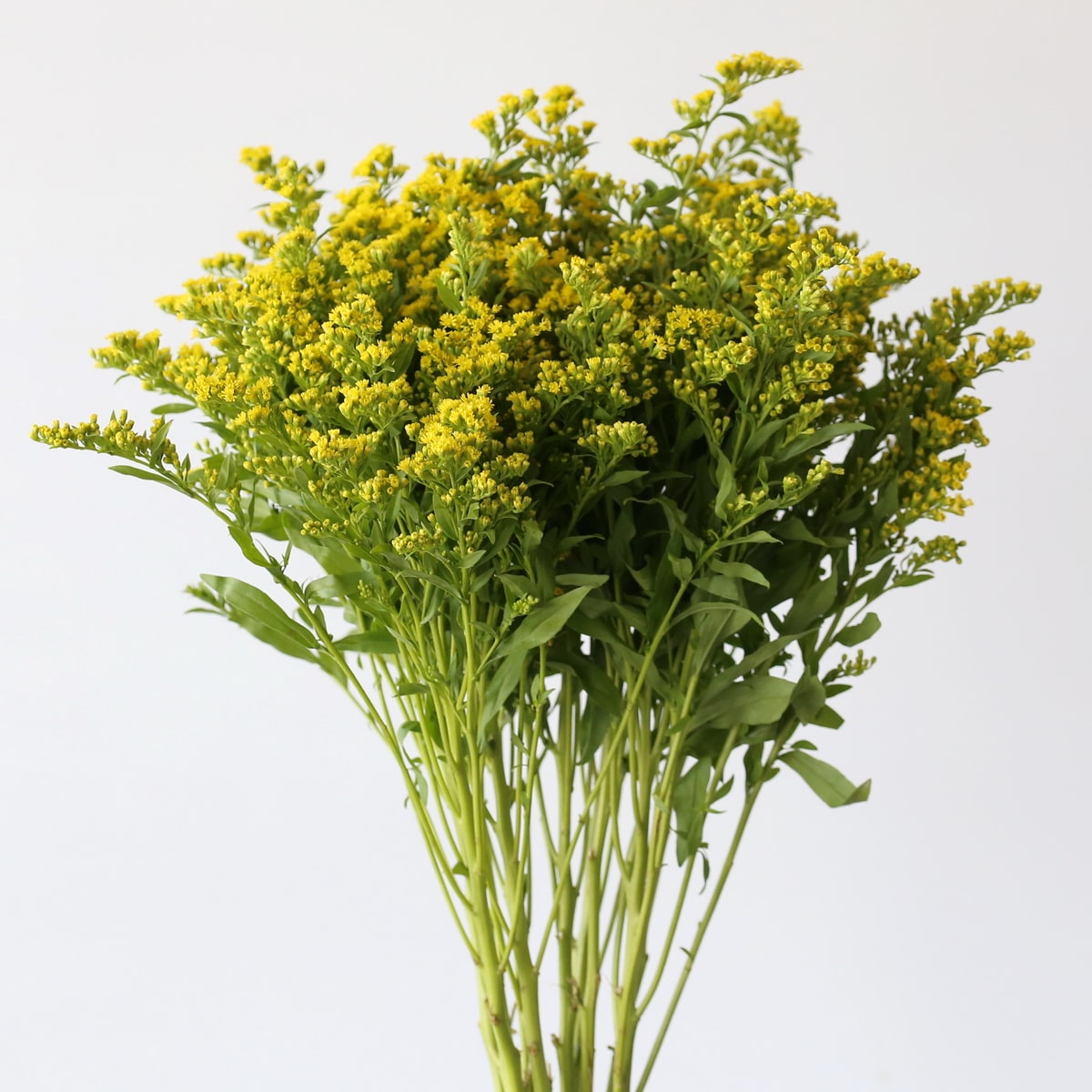 Solidago Golden Glory (Bulk DIY) (10 stems)