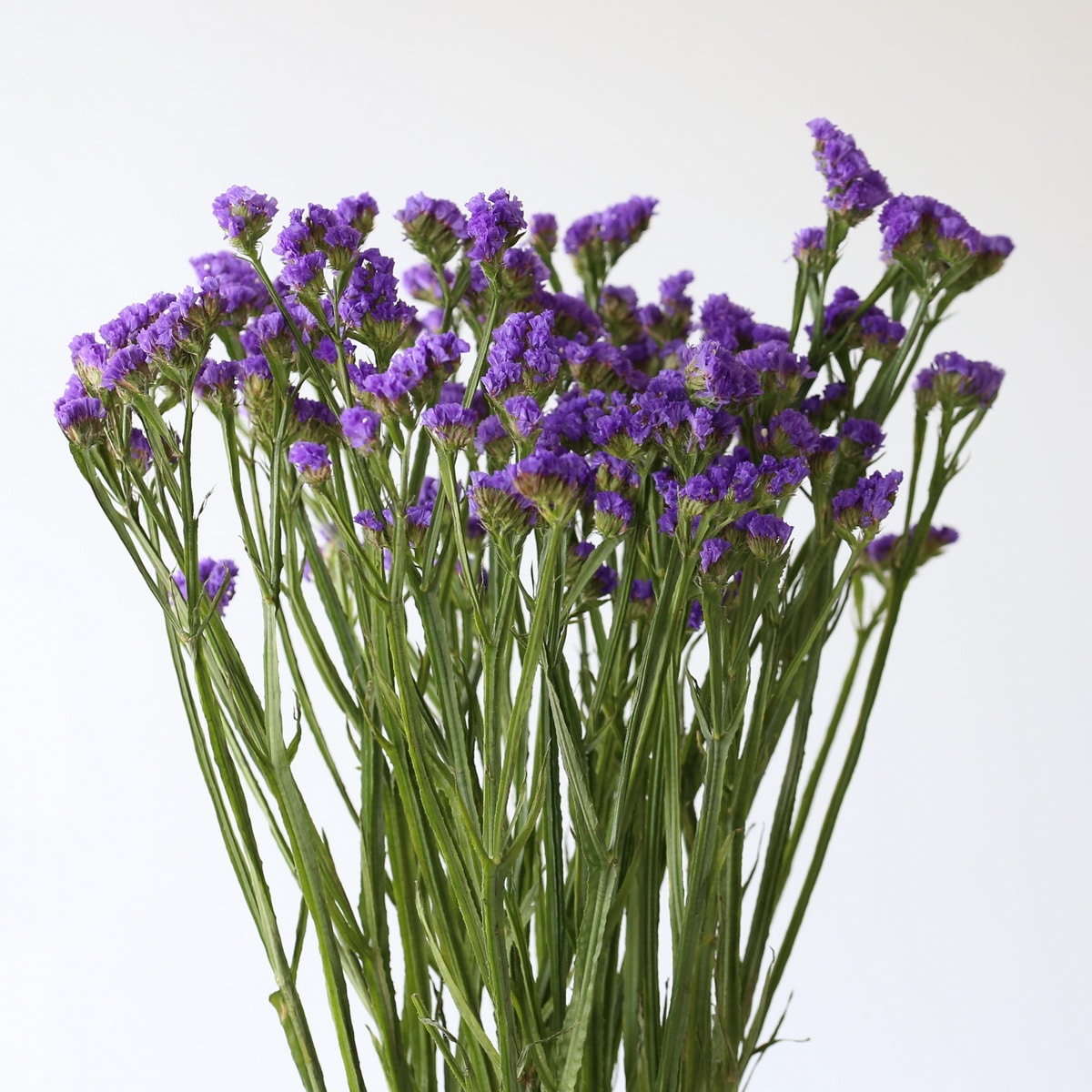 Statice Blue (10 stems)