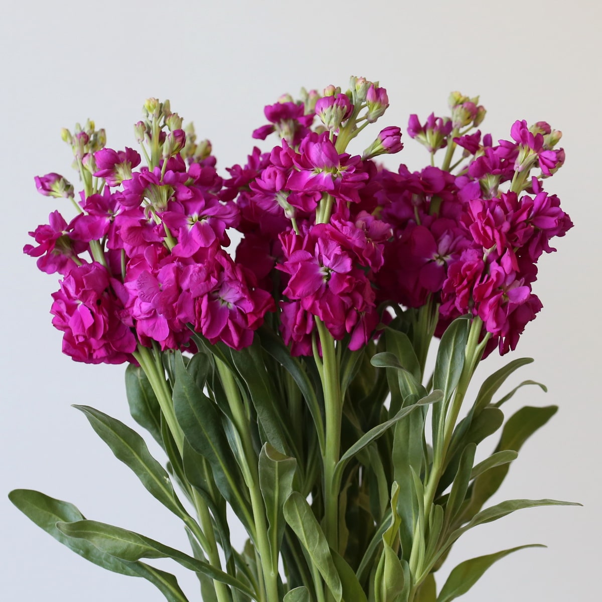 Double stock Fuschia (Bulk DIY) (10 stems)