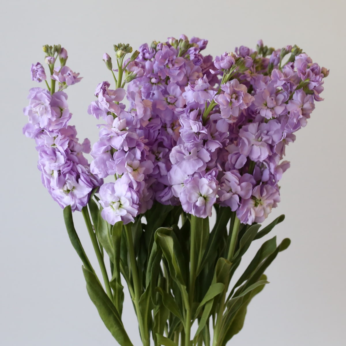 Double Stock Lavender (Bulk DIY) (10 stems)
