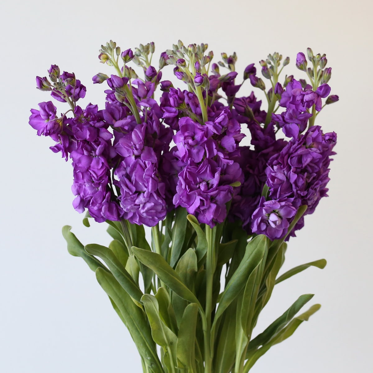 Mauve Double Stock (Bulk DIY) (10 stems)