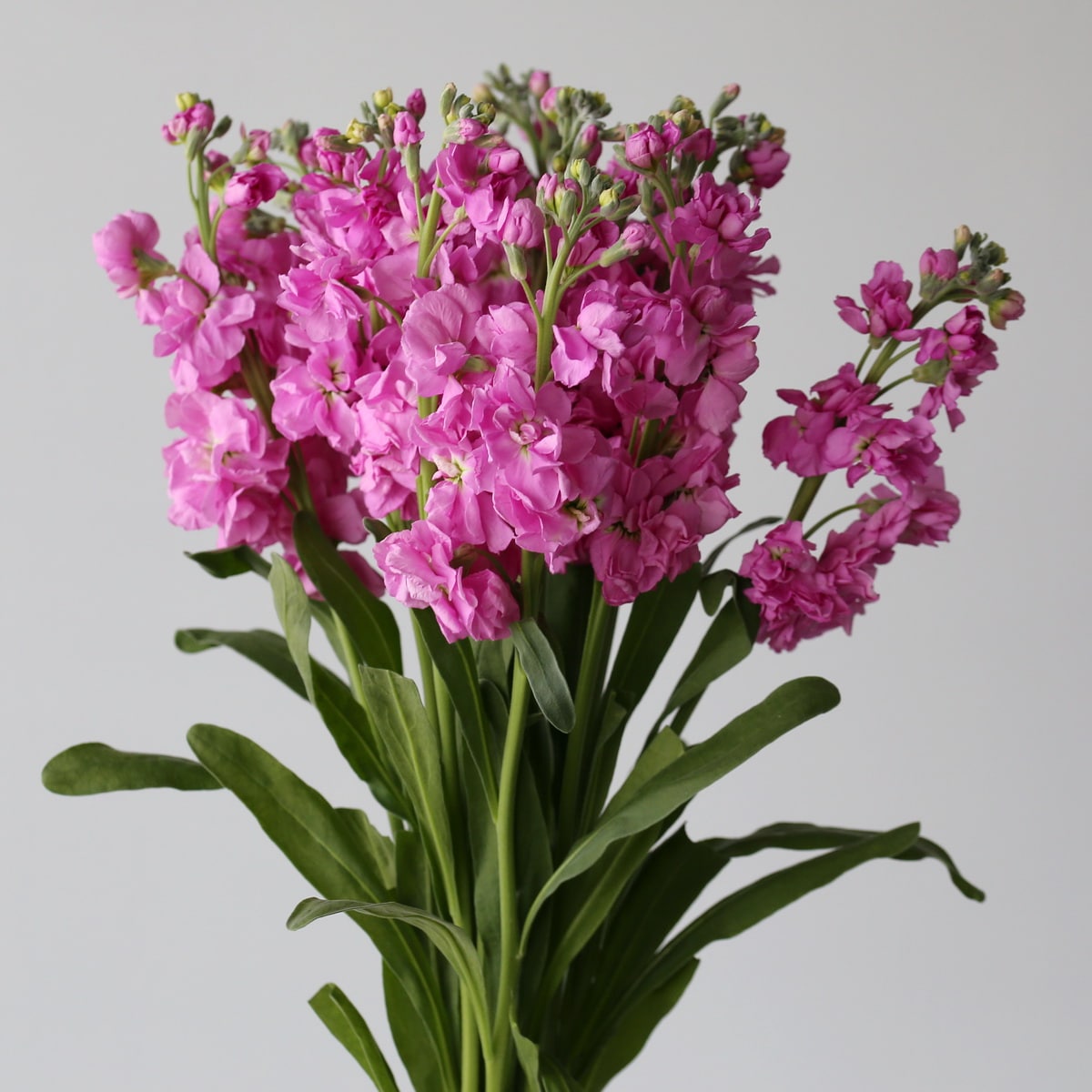 Double Stock Pink (Bulk DIY) (10 stems)