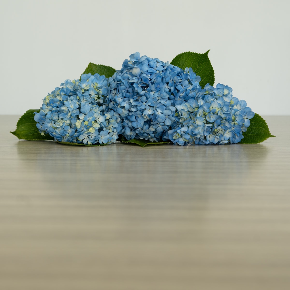 Shocking Blue Hydrangea by the bunch (10 stems)