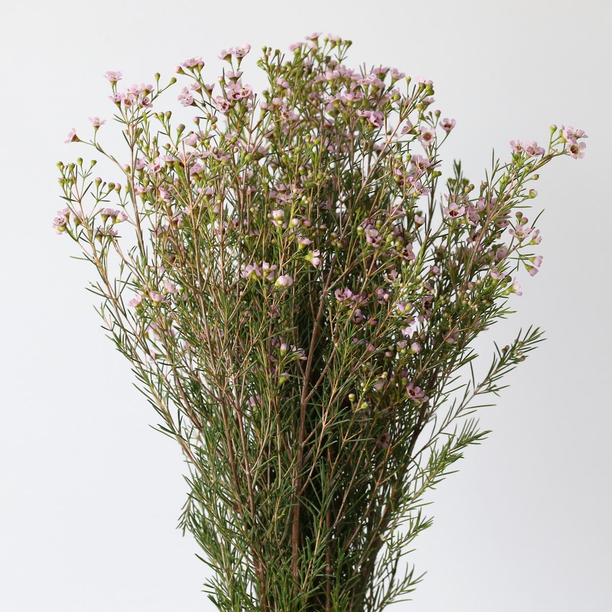 Wax Flower Pink (Bulk DIY) (7 bunches)