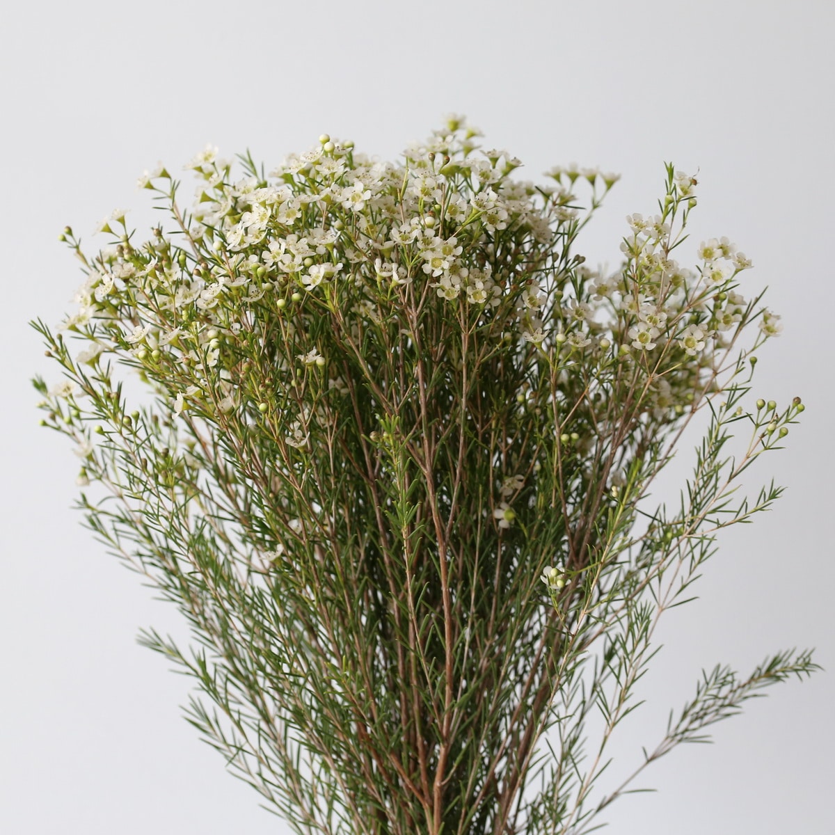 White Chamelaucium (Waxflowers) (Bulk DIY) (14 bunches)