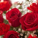 Fuchsia Full Monty Roses