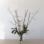 Prosperity Quince Blossoms