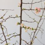 Prosperity Quince Blossoms