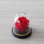 Mini Rose Éternelle