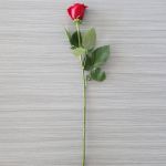 Individual Long Stem Roses