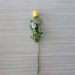 Roses individuelles à tige moyenne