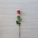 Roses individuelles à tige courte