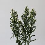 White Mini Asters (Bulk DIY)