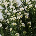 White Mini Asters (Bulk DIY)