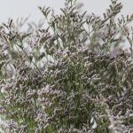 Caspia Limonium Misty Blue (En Vrac)