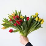 Assorted Double Tulips (Bulk DIY)
