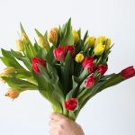 Tulipes double