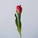 Flashpoint Double Tulips (Bulk DIY)