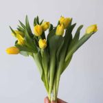 Marie Jo Double Tulips (Bulk DIY)