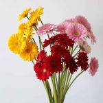 Assorted Gerbera (Bulk DIY)