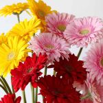 Assorted Gerbera (Bulk DIY)
