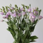 Lavender Lisianthus (Bulk DIY)