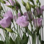 Lavender Lisianthus (Bulk DIY)