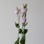 Lavender Lisianthus (Bulk DIY)