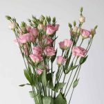 Light Pink Lisianthus (Bulk DIY)